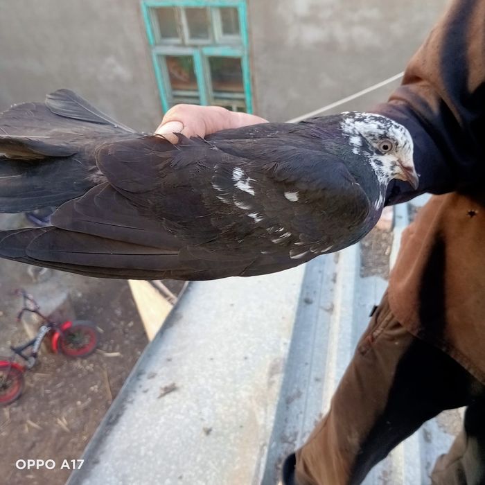 Голуби курчеголовые