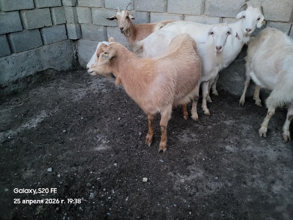 Ешкілер сауынды.