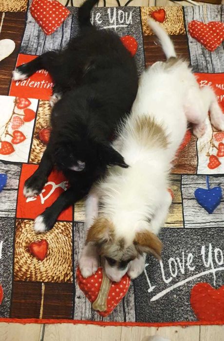 ищу дом для классных щенков