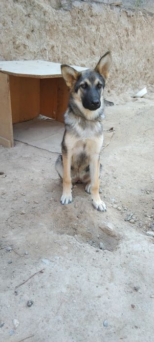 Немецкая овчарка. 6 ойлик.