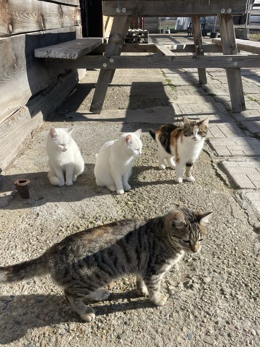 Подарявам котета