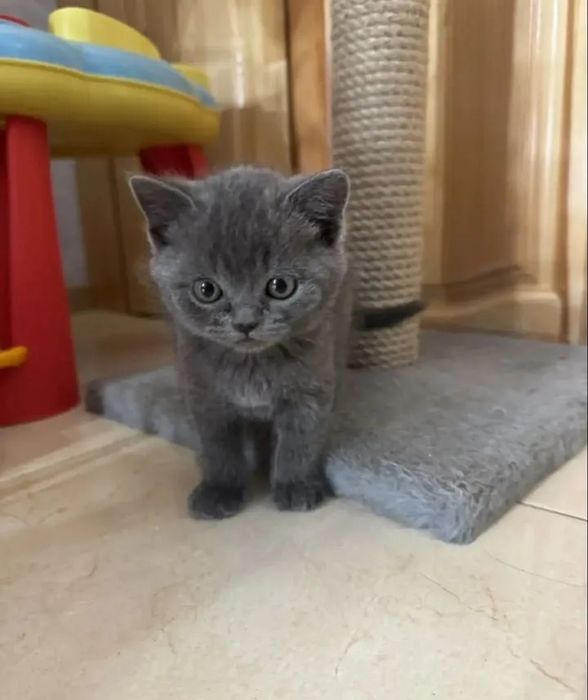 Котята мальчики и девочки 1.5 мес  британские