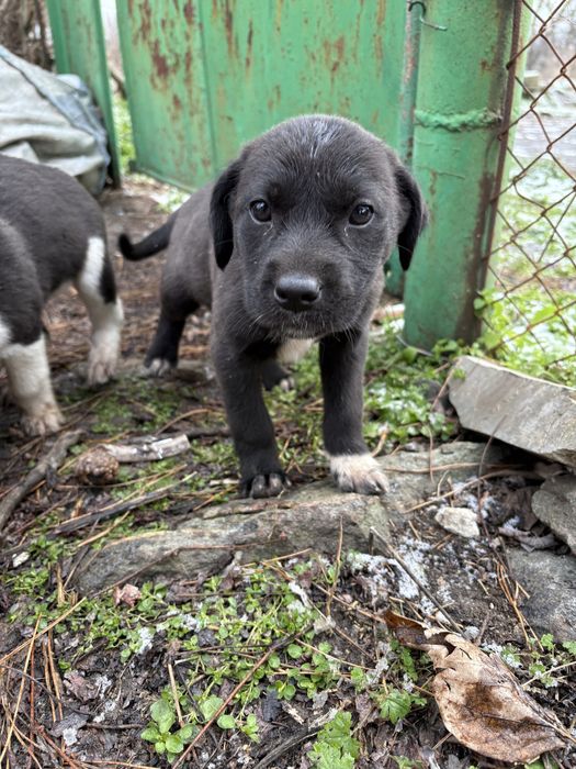 Подарявам кученца