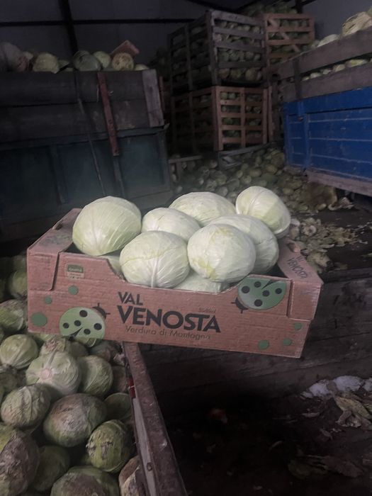 Varza de pastrare agresor