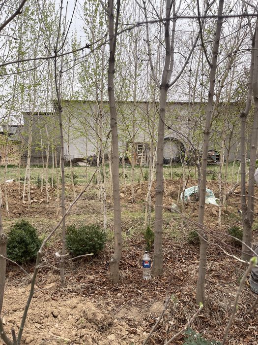 Beryoza oq qayin 5-7 metr rasprodaja narx