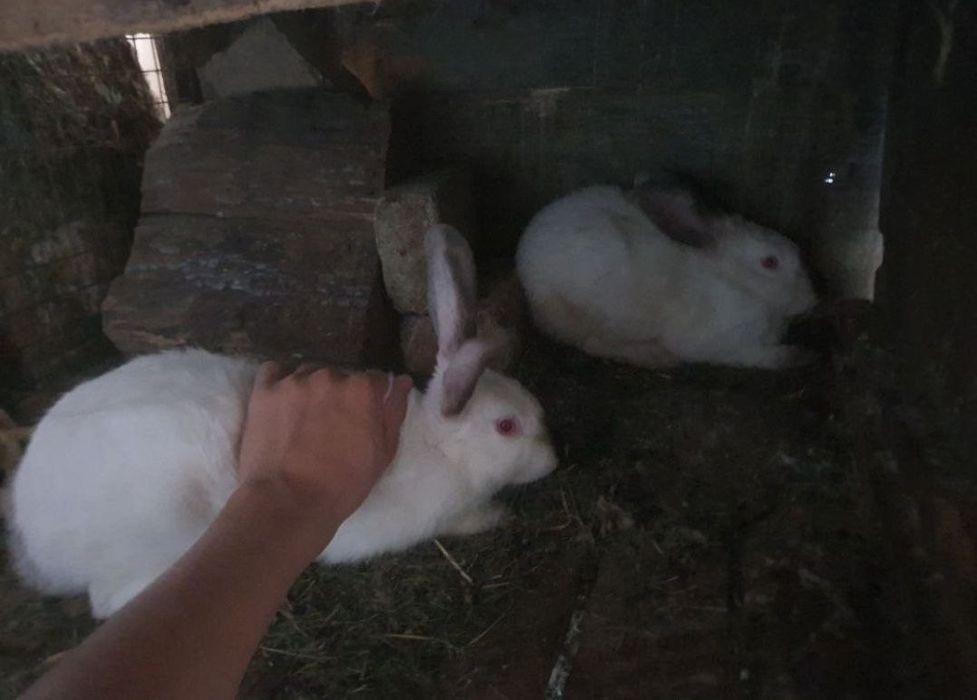 Kaliforniya va hikol quyonlar sotiladi