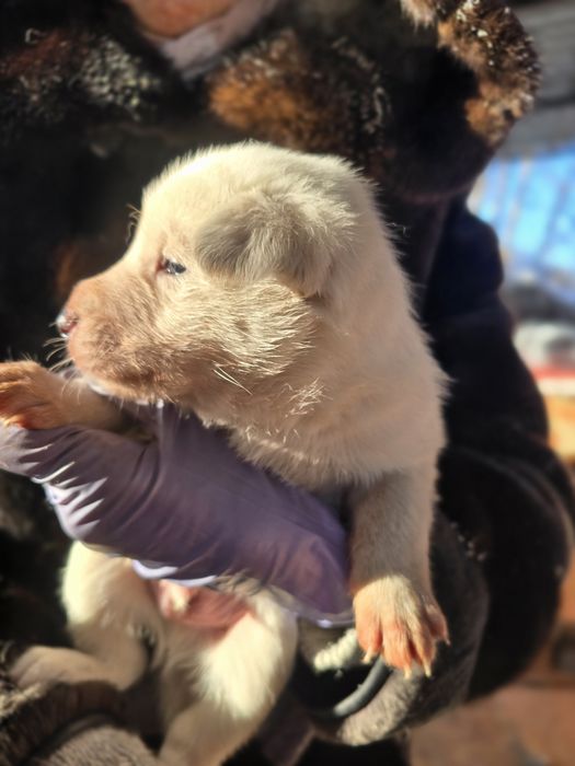 В добрые руки отдаю щенка