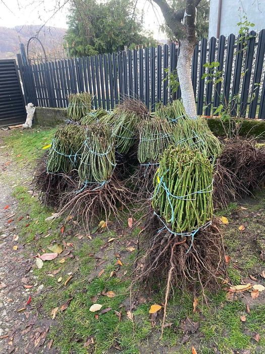 Butasi trandafiri altoiti.