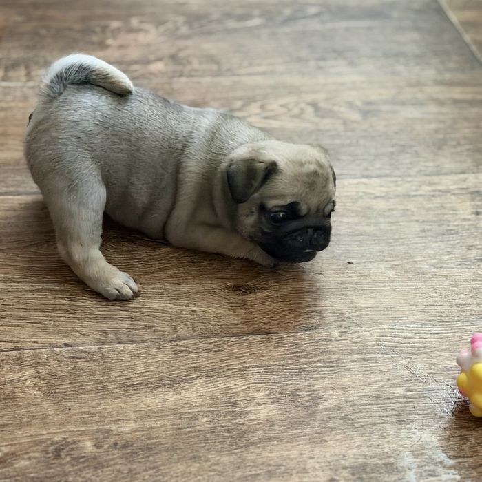 Продаю щенка мопса