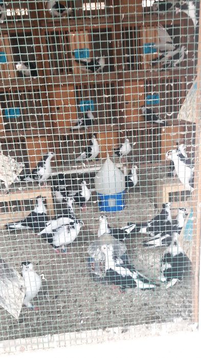 Jucători gălățeni pe negru.