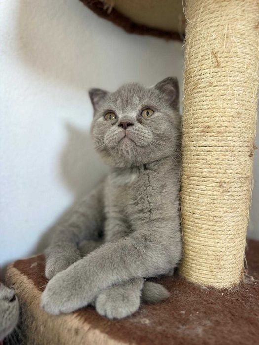 British Scottish Fold