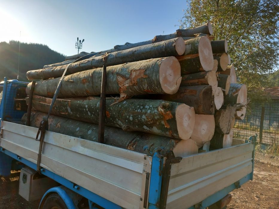 Buștean fag foc fag  fără putregai