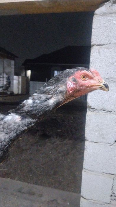 Жужа кораз сатылады