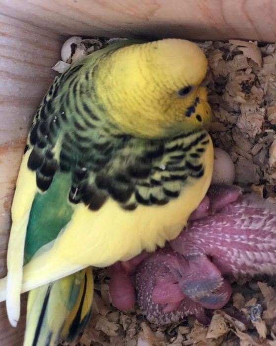 Волнистые попугай