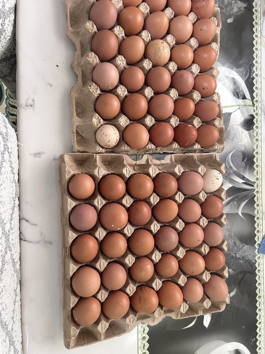 Жумыртка сатылады колдыкы ,яйца домашние