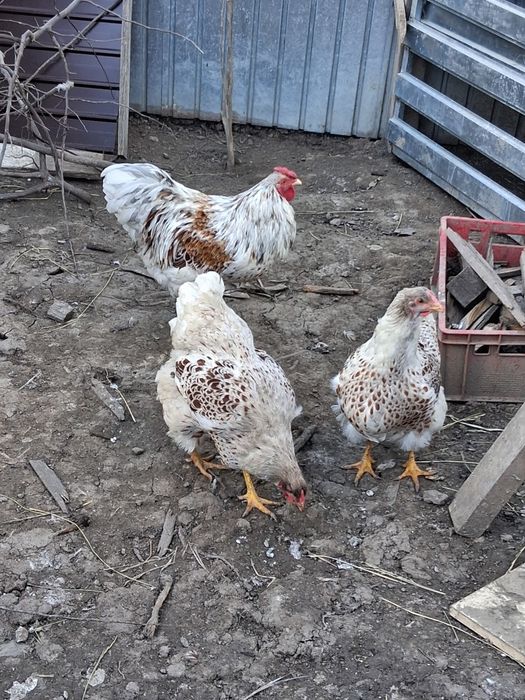 Vând oua pentru incubat