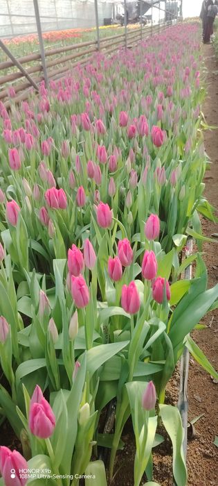 Тюльпаны голландские