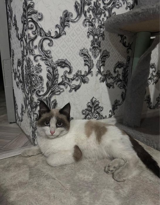 Котик мальчик 4 месяца