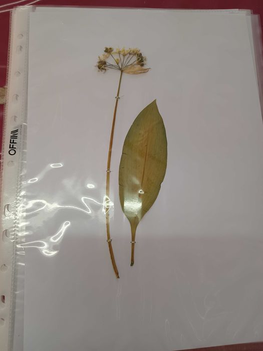 Хербарий ( за ученици и студенти)