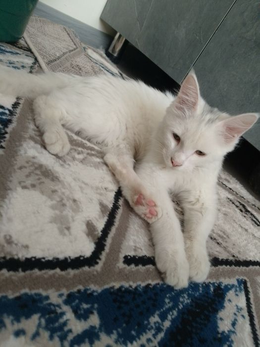 Mushuk tureskiy angora