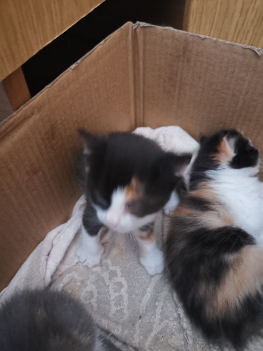 Бебета шарени Котенца