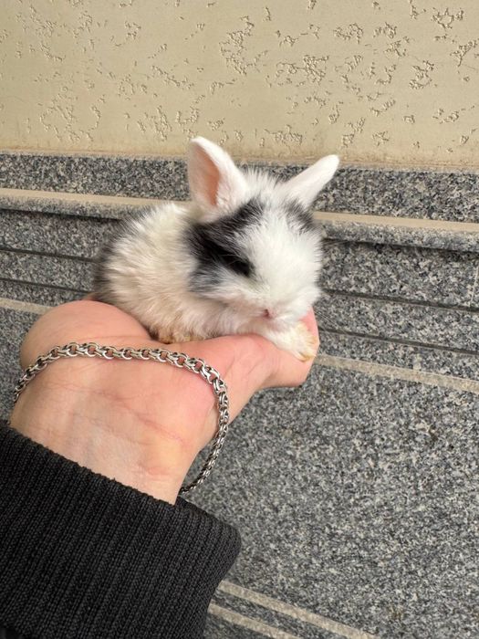 Продаются декоративные кролики породы баран .