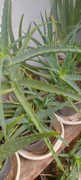 Алое Вера Барбаденсис Милър и алое арборесценс