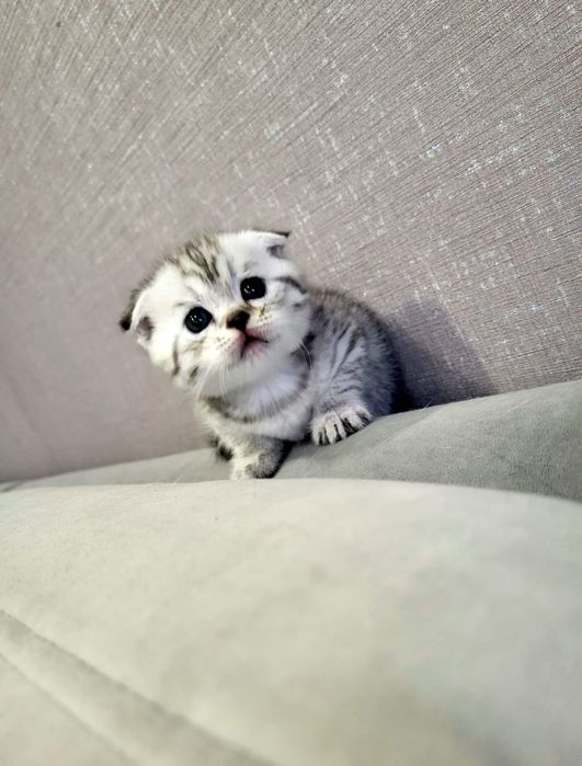 Чистокровные Шотландцы .