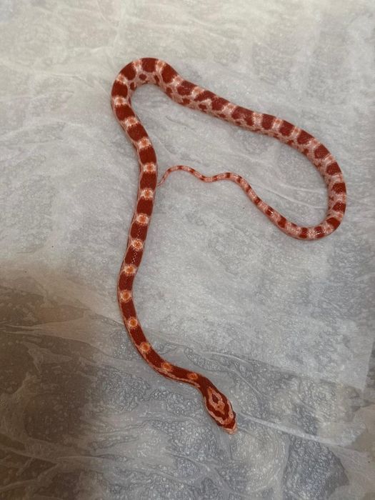 Pui corn snake amel het charcoal