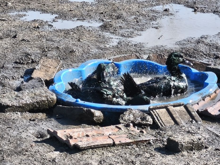 Ouă incubat Rațe Cayuga