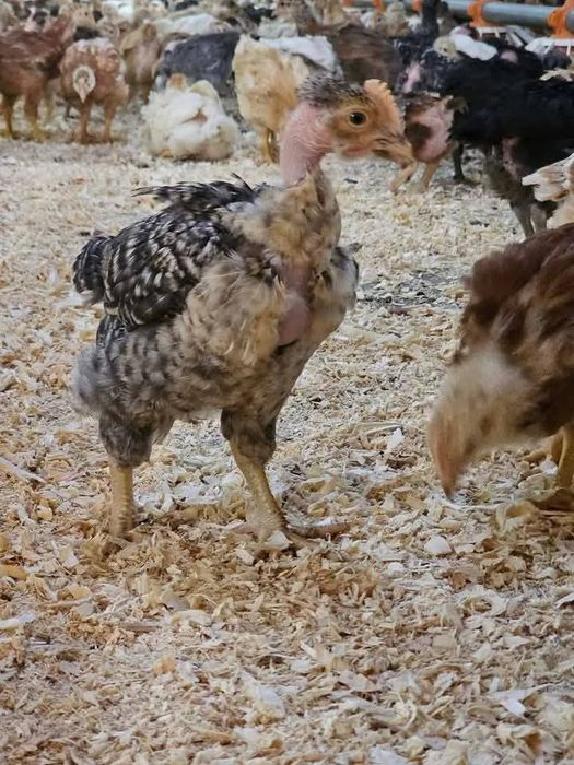 Pui de carne SI rasa mixta