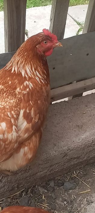 Ломан брауын кызылдары