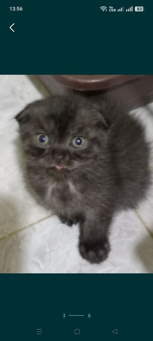 Продается котенок самец