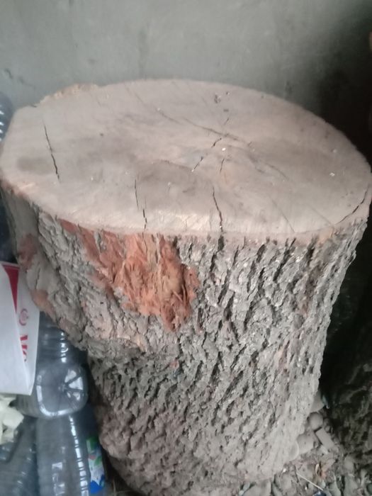 Кунда гош кунда 50 га 60 баланлиги 1 м дуп дарахиники