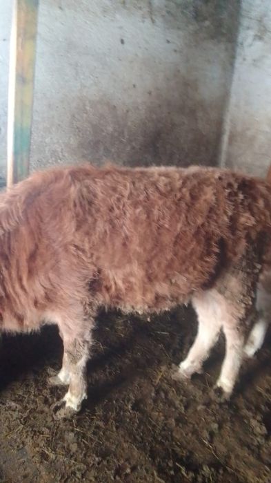 Тайыншалар сатылады