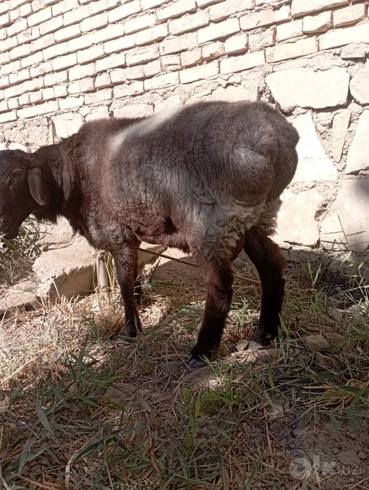 Buxoro tuman Buxoro viloyati