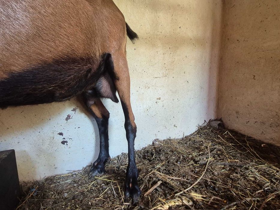 Capra alpin francez