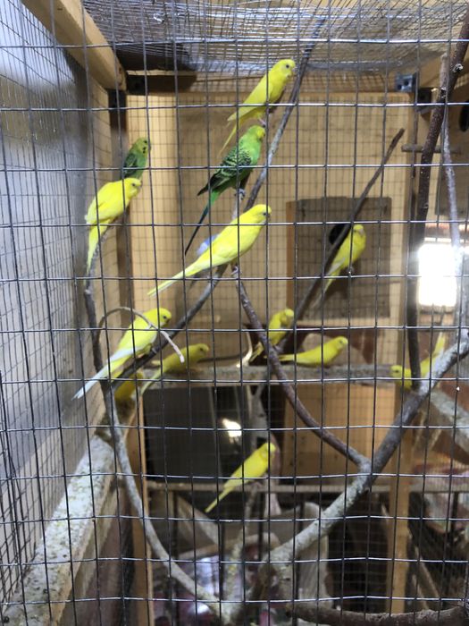 Валнысты папугае сотилади андурка козлари кизил