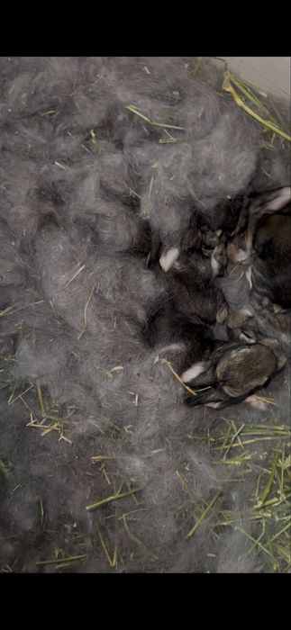 Flander quyonlar sotiladi