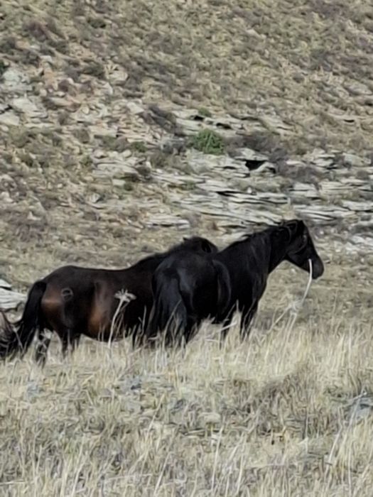 Лошади продаются