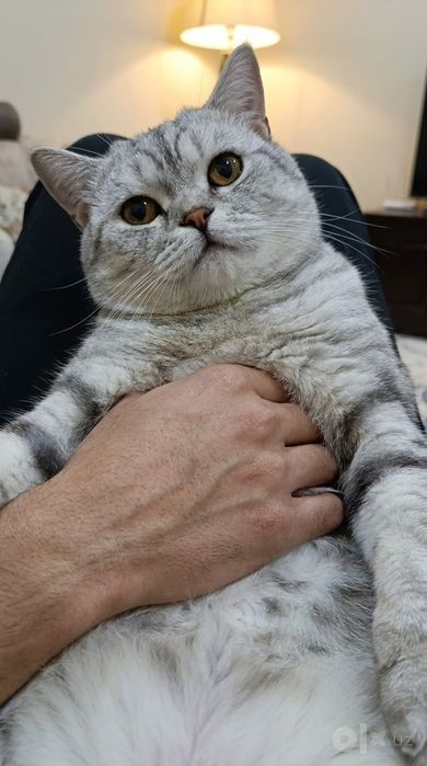 Вязка/Vyazka ( British Shorthair & Scottish Fold Erkak Mushuklar