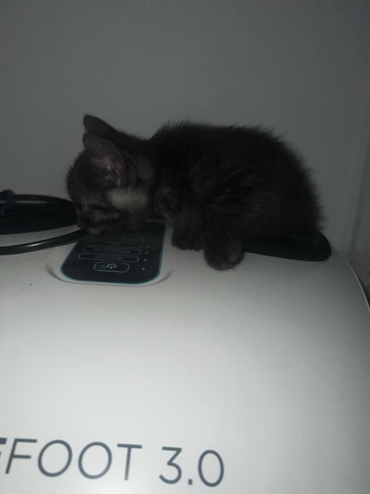 Котенок бесплатно в хорошие руки