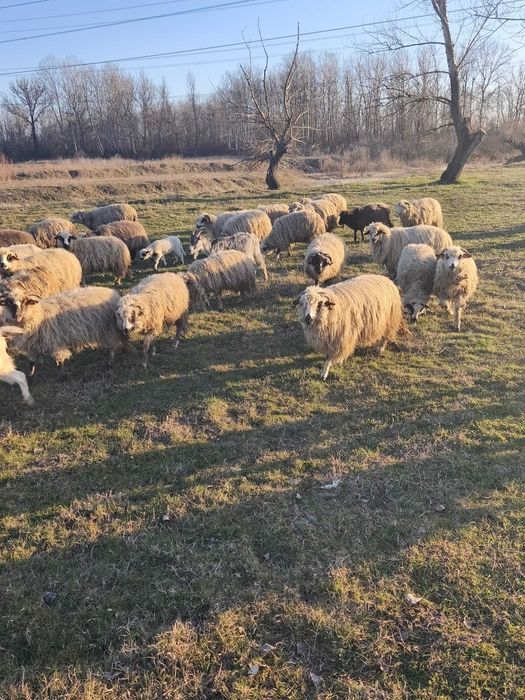 Daca va intereseaza aveti nr meu de tel mai jos.