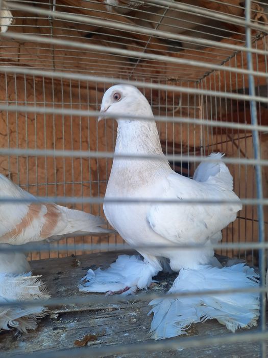 Голуби продаётся игра