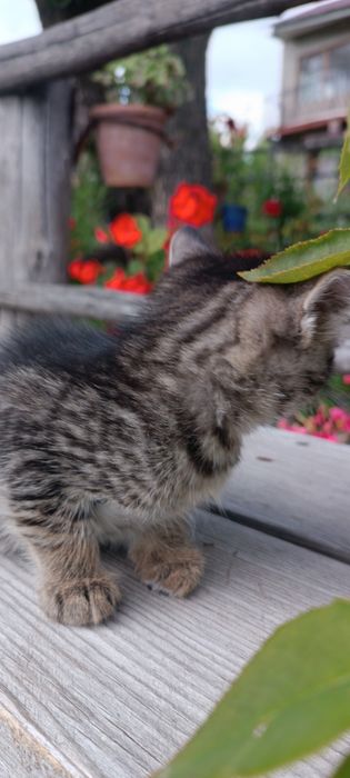 Котята в Добрые и Надёжные руки !