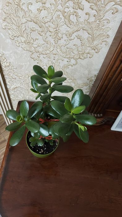 КРАССУЛА (денежное дерево). Продаю