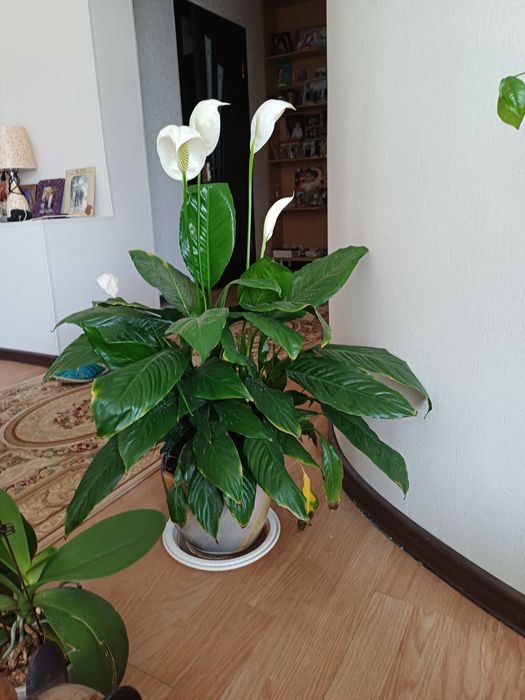 Продам цветы разные