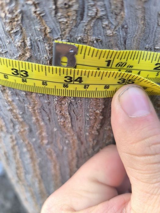 Tayyor pavlovniya daraxti(7 yillik)-Sifatli yog'och