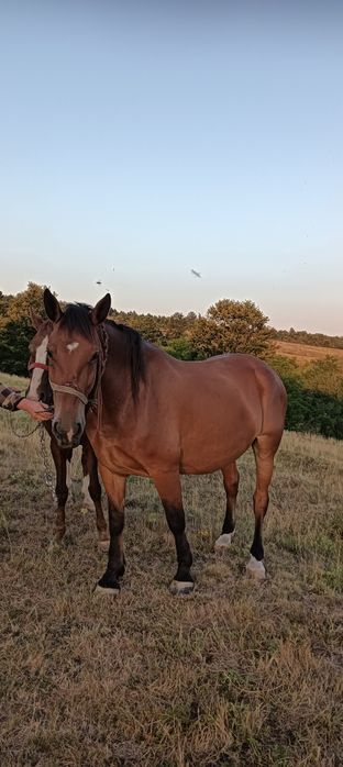 Cai de vînzare in comuna Forotic