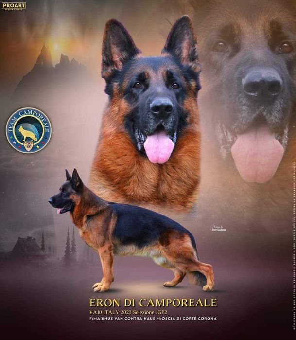 Ciobanesc German de la Canisa Autorizata